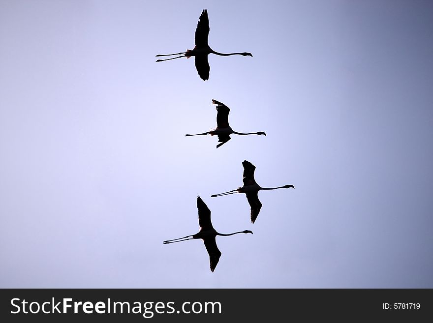 Four flamingos with wings wide open flying on the air. Four flamingos with wings wide open flying on the air.