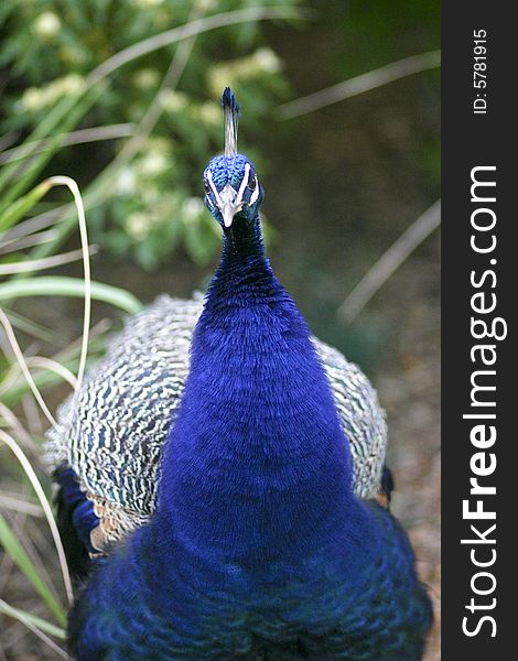 Beautifull peacock, Denver zoo, Colorado USA. Beautifull peacock, Denver zoo, Colorado USA