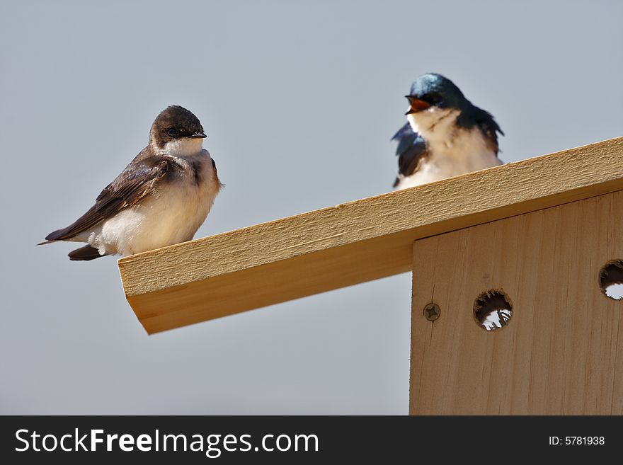 Tree Swallow(iridoprone bicolor) bickering on top of bird house