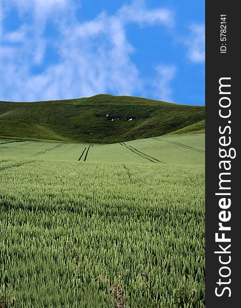 Green meadow with hills and blue sky in the background. Green meadow with hills and blue sky in the background
