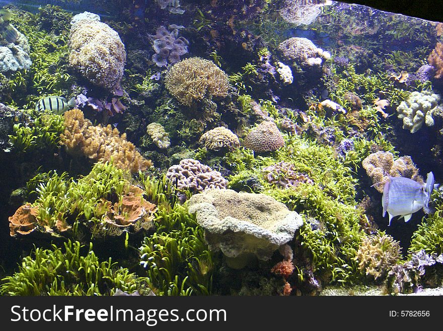 Beautifull tropical aquarium Denver, Colorado, USA