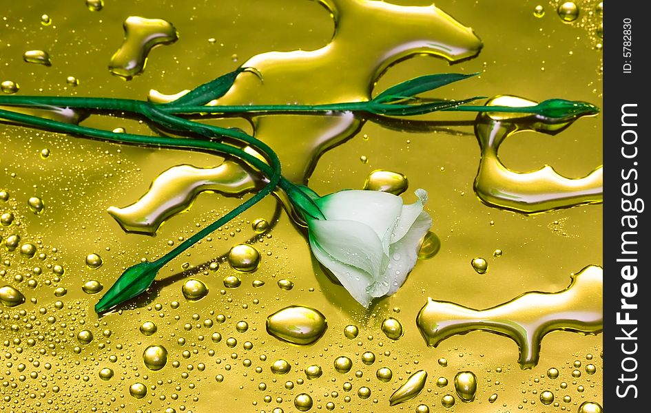 White flower with water droplets