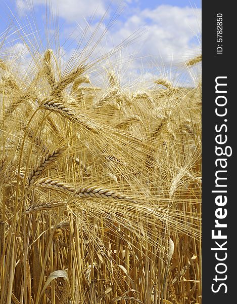 A barley field of Lauragais, France