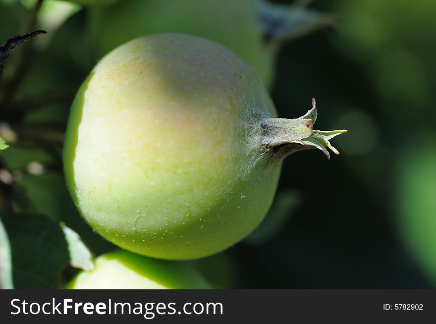 Green and small wild apples. Little rotten. Narrow depth of field.