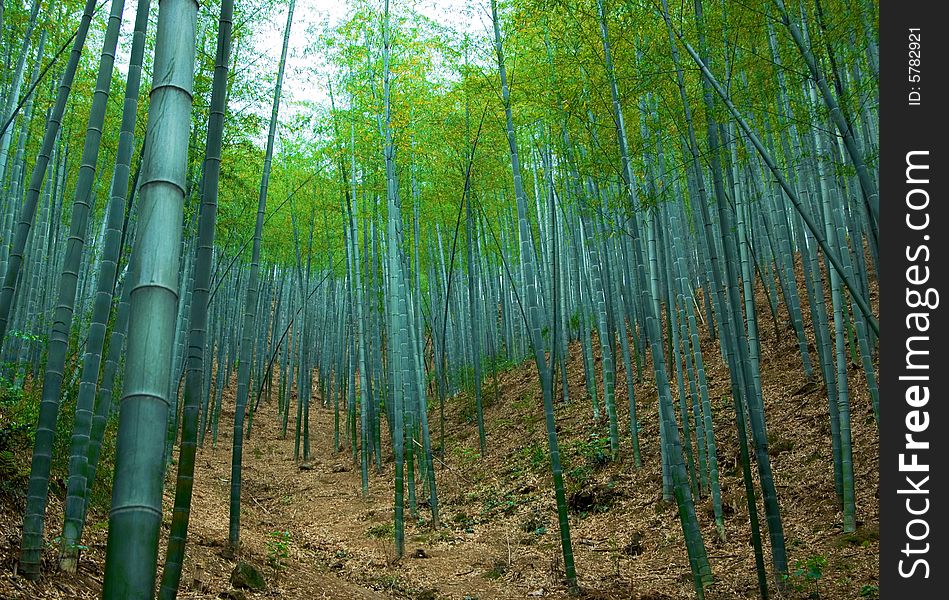 The green infinity of a forest of bamboos,zhaijiang,china