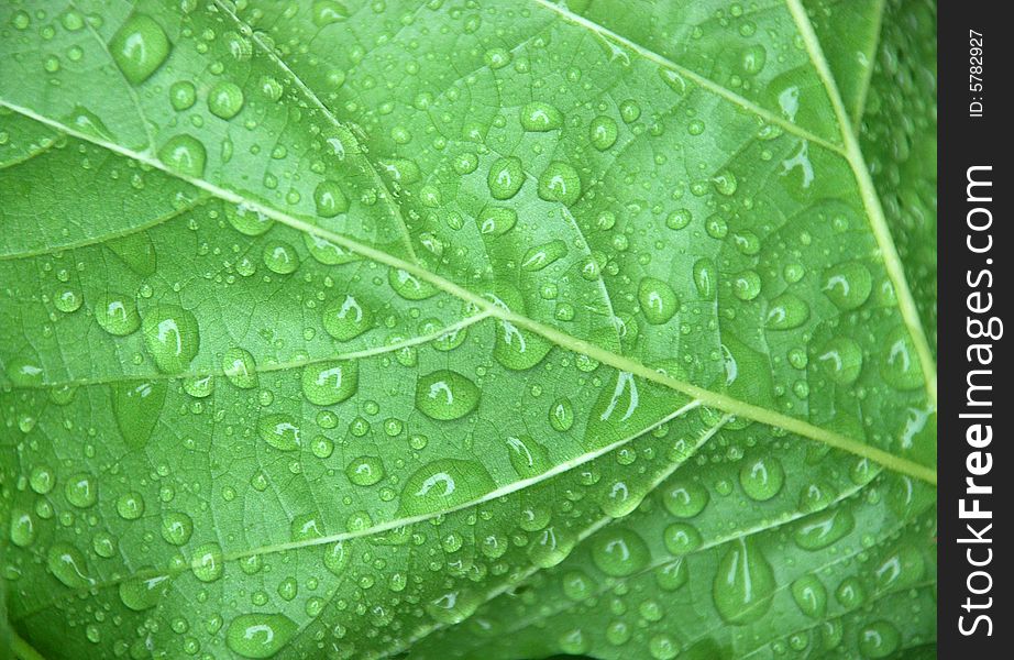 Green leaf with rain drops. Green leaf with rain drops