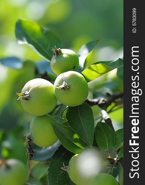 Green and small wild apples. Little rotten. Narrow depth of field.