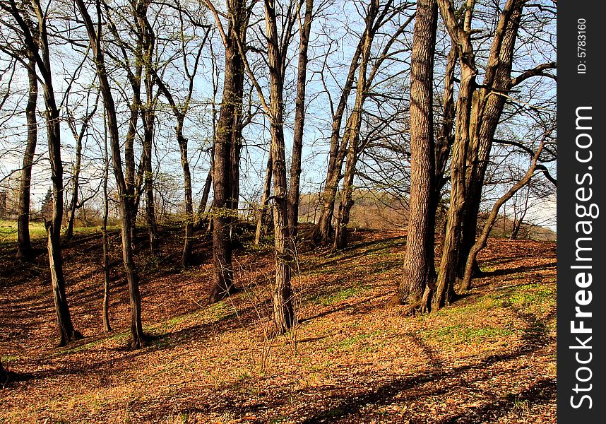 Spring in a forest near Děčín