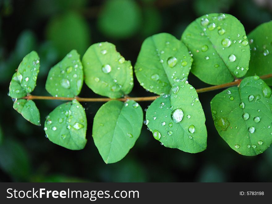 Green leafs with small rain drops