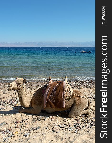 Egypt, Camel on the beach