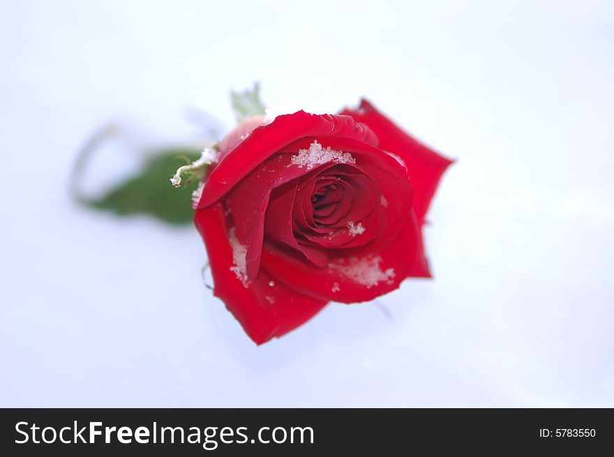 Photo of Rose in the white snow. Photo of Rose in the white snow