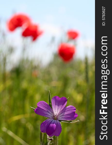 Wild flowers on meadows and sky