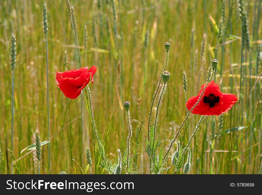 Two red poppies on a green wheat field