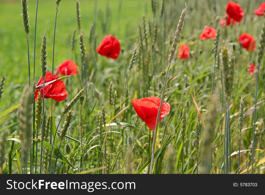 Red Poppies And  Green Field