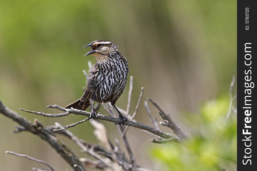 Female Red winged blackbird singing while perched on branch