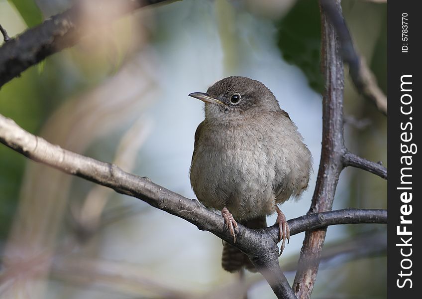 House Wren(troglodytes Aedon)