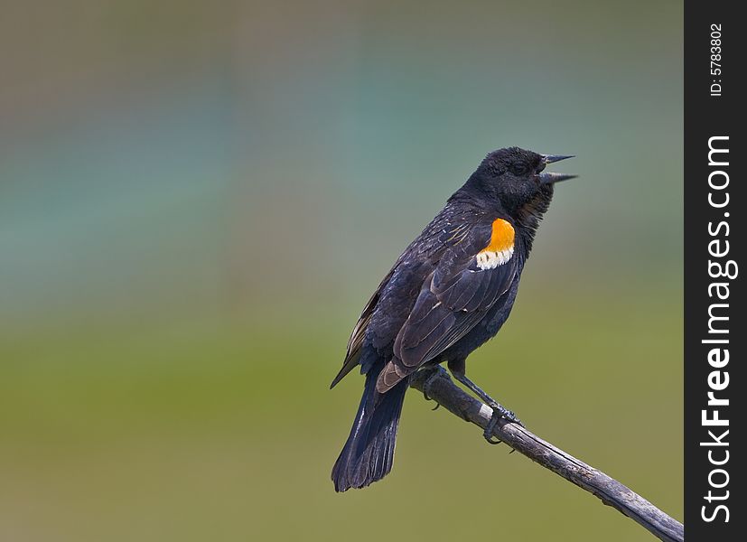 Red winged blackbird (Agelaius phoeniceus) singing on branch