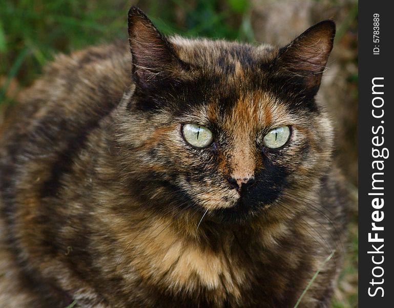 Portrait of european calico cat