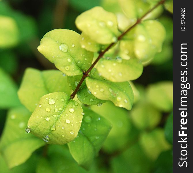 Green leafs with small rain drops in the garden. Green leafs with small rain drops in the garden