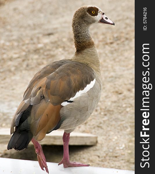 An Egyptian Goose on one foot.