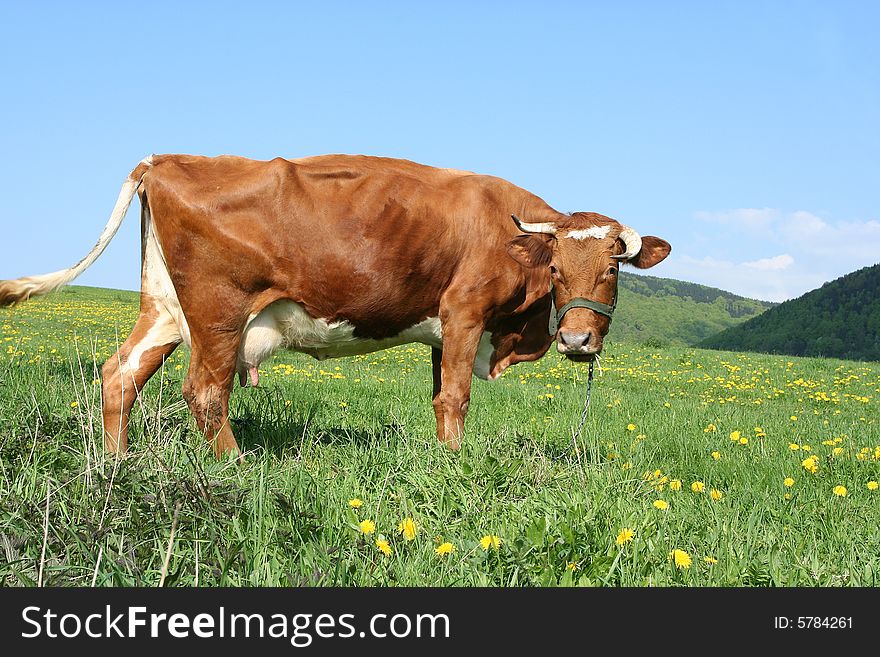 A cow in a pasture. The cow is looking towards the photographer. A cow in a pasture. The cow is looking towards the photographer.