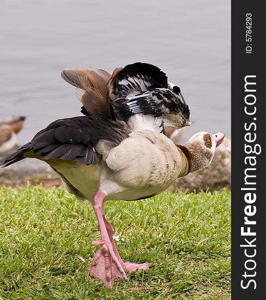 An Egyptian Goose stretching on one leg.