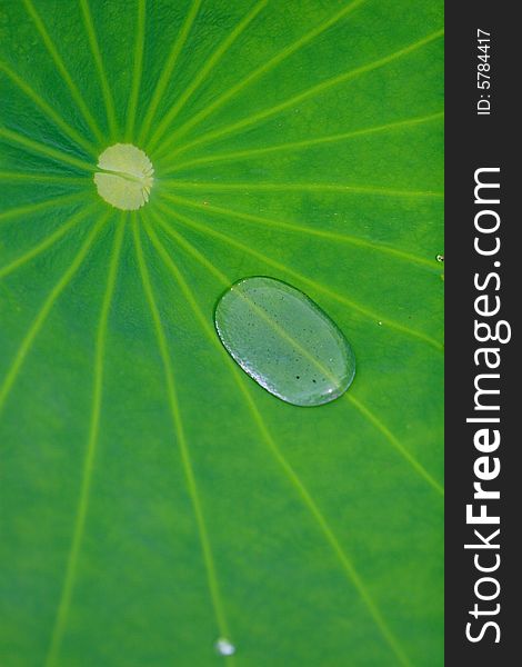 Green leave background with water drop