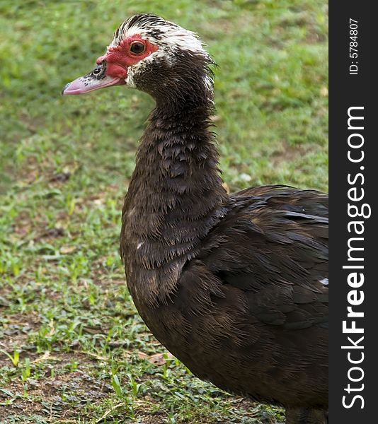 A Muscovy Duck Female