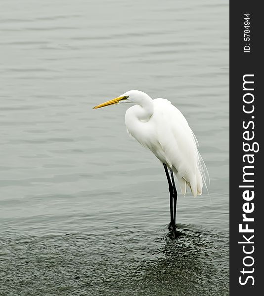 A great white egret standing by a lake.