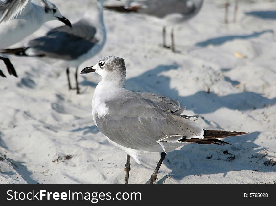 Seagulls at beach