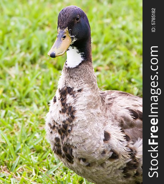 A closeup of a duck on the grass.