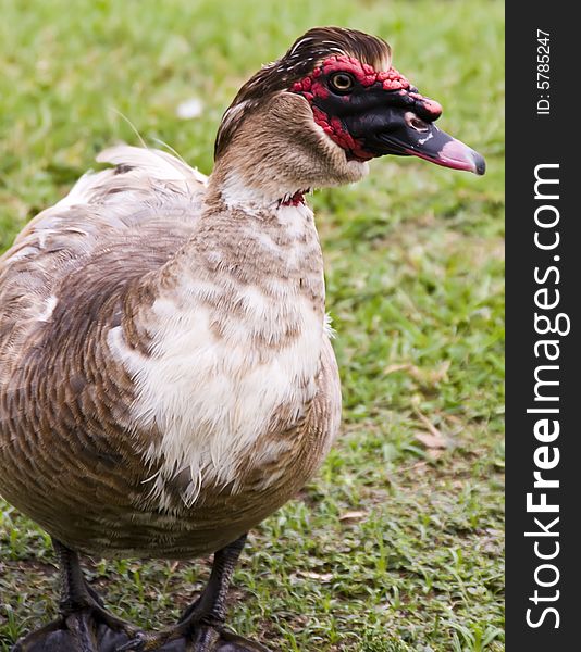 Closeup of a Muscovy duck.