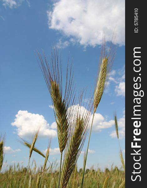 Ears of wheat on blue sky. Ears of wheat on blue sky