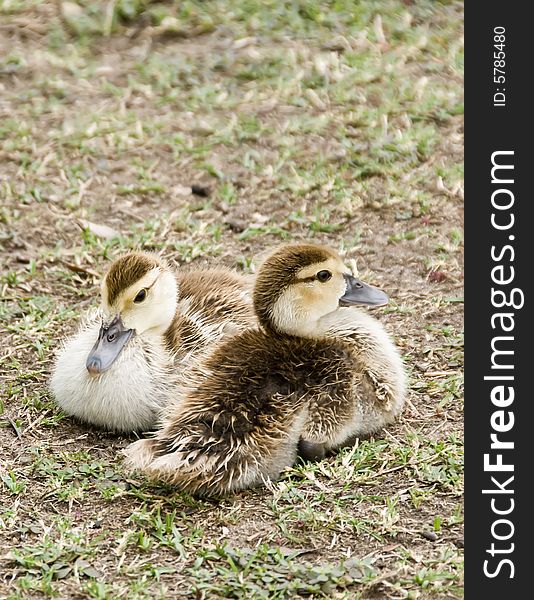 A pair of baby ducklings.