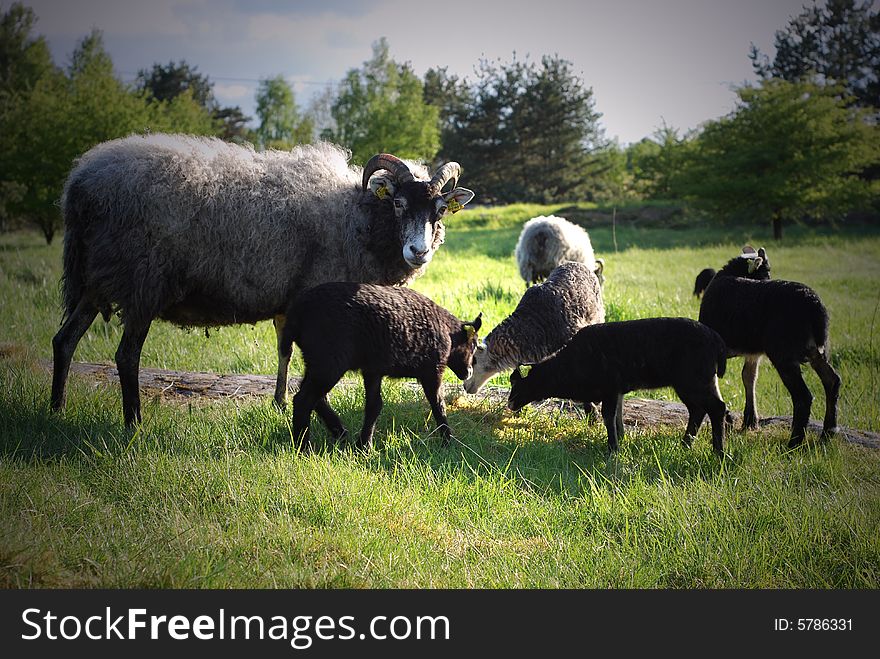 Animals in the summer sun. Animals in the summer sun.