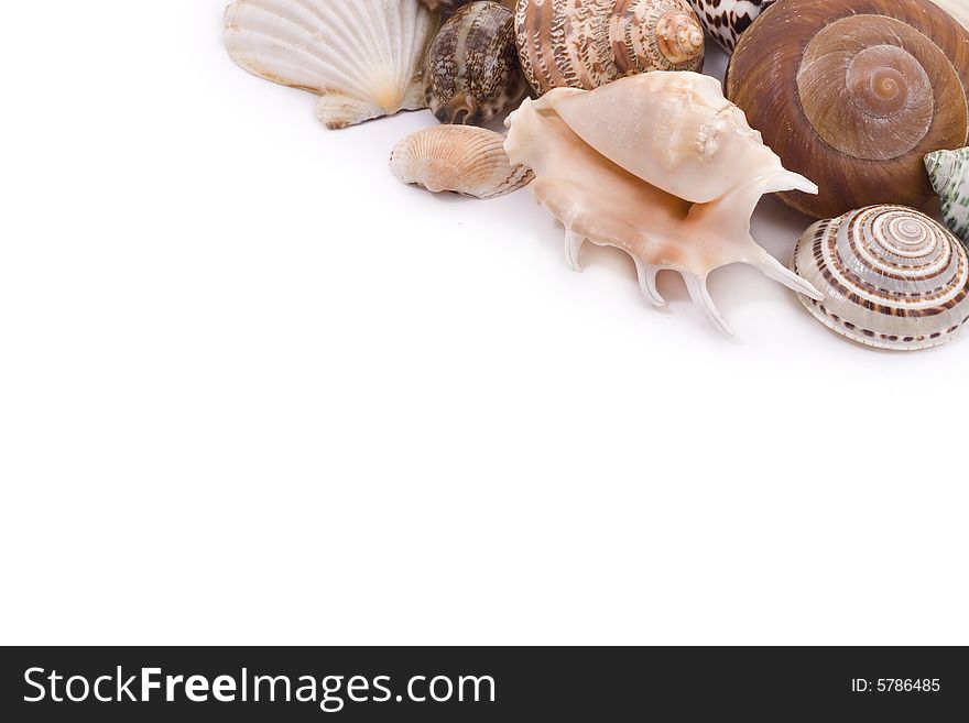 Various seashells on white background
