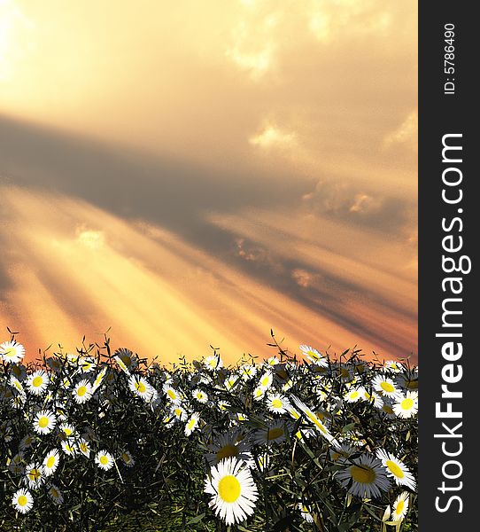 Beautiful field of flowers in the god rays. Beautiful field of flowers in the god rays