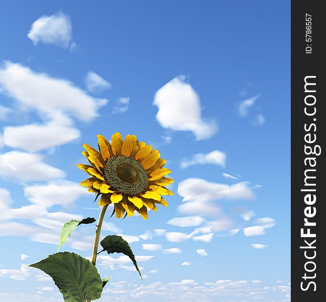 Beautiful white clouds and sunflower