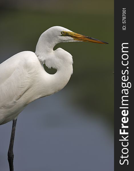 Great Egret (ardea alba)in the marsh area on the atlantic in Long island