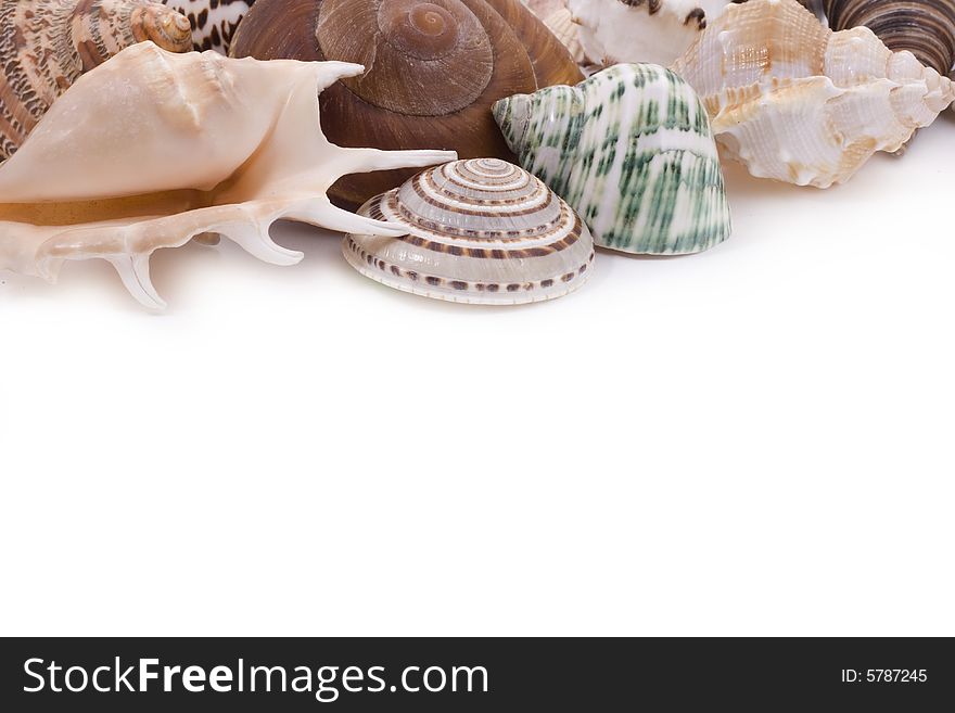 Various seashells on white background