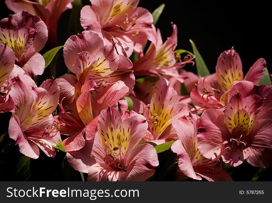 Alstroemeria bouquet in black background.