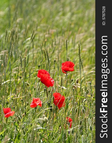 Red poppies on a green wheat field. Red poppies on a green wheat field