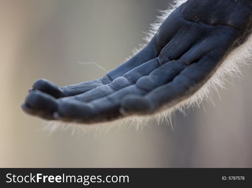 Close up of a mokeys hand. Close up of a mokeys hand