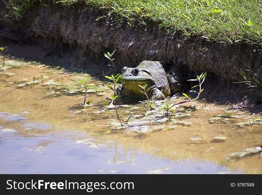 A big Bull Frog on the edge of a pond.