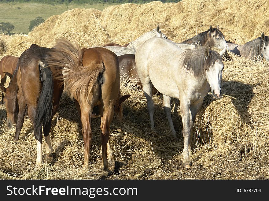 Horses on a pasture in  summer