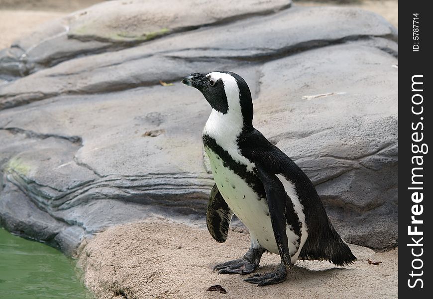 Photo of an African Penguin. Photo of an African Penguin