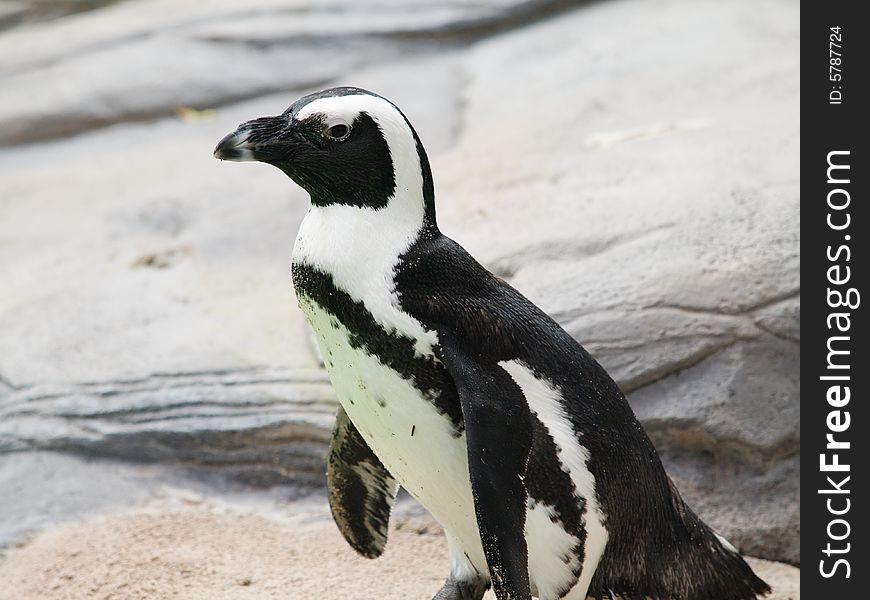 Photo of an African Penguin. Photo of an African Penguin