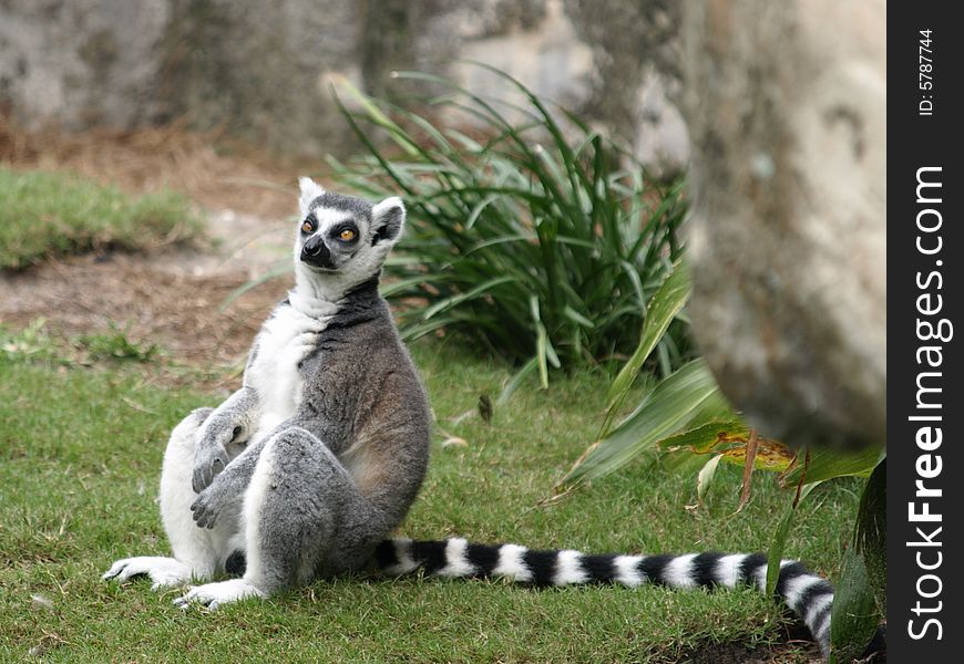 Photo of a striped Lemur