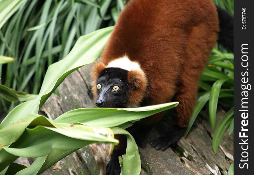 Photo of a grown Lemur 1. Photo of a grown Lemur 1
