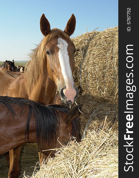 Horses on a pasture in  summer